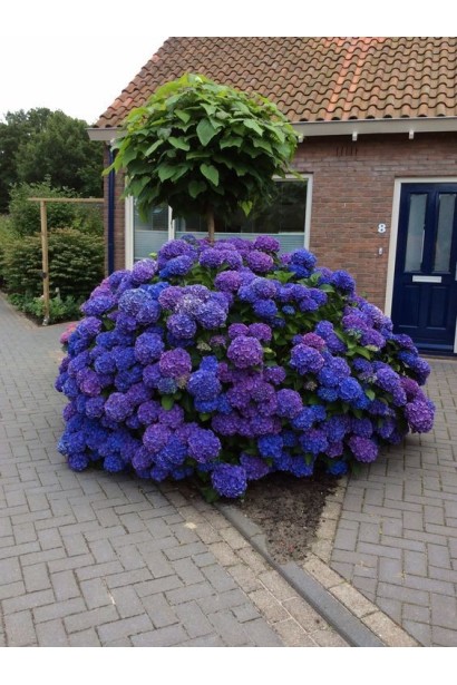 Сульфат алюмінію для створення синіх гортензій.